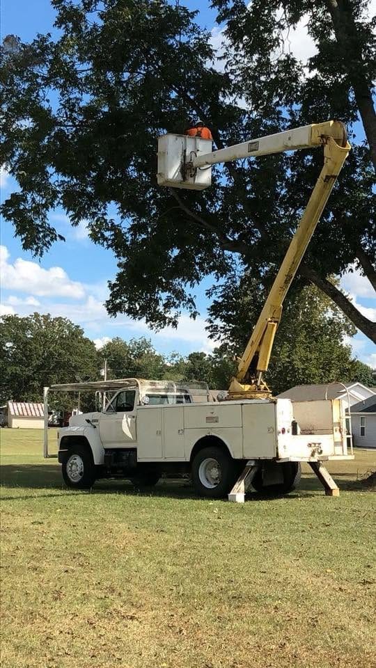 Bucket truck lifting a climber into a large oak for trimming