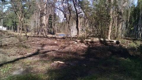 Wooded lot with the underbrush and small trees cleared out