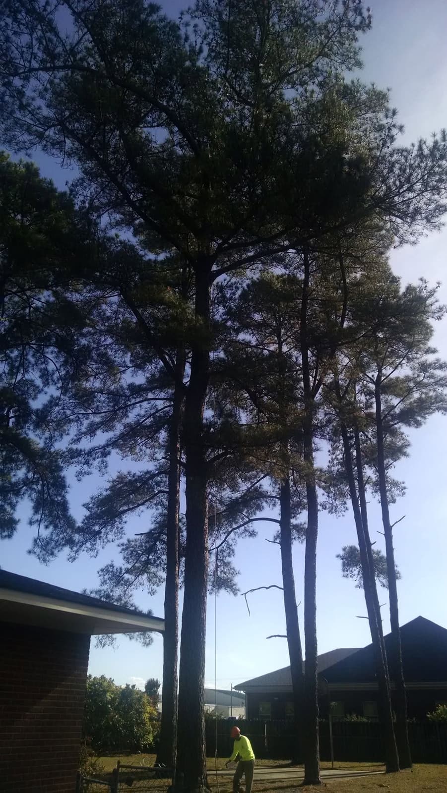 Burks Tree Service crew member in a safety vest below a stand of tall pines
