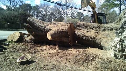 Large trunk sections on the ground after a storm