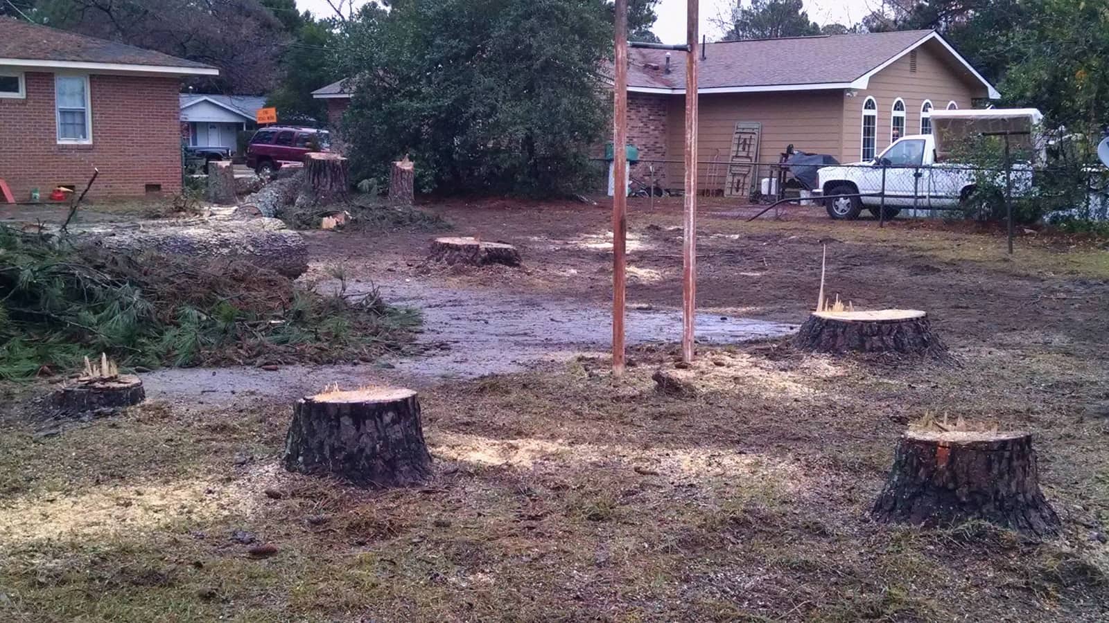 Fresh pine stumps left in a yard, ready for stump grinding