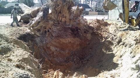Crater left by the root ball of an uprooted tree