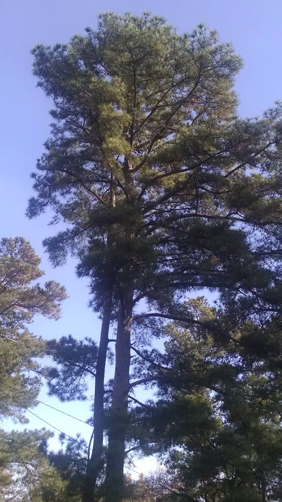 Tall loblolly pine near a home, scheduled for removal