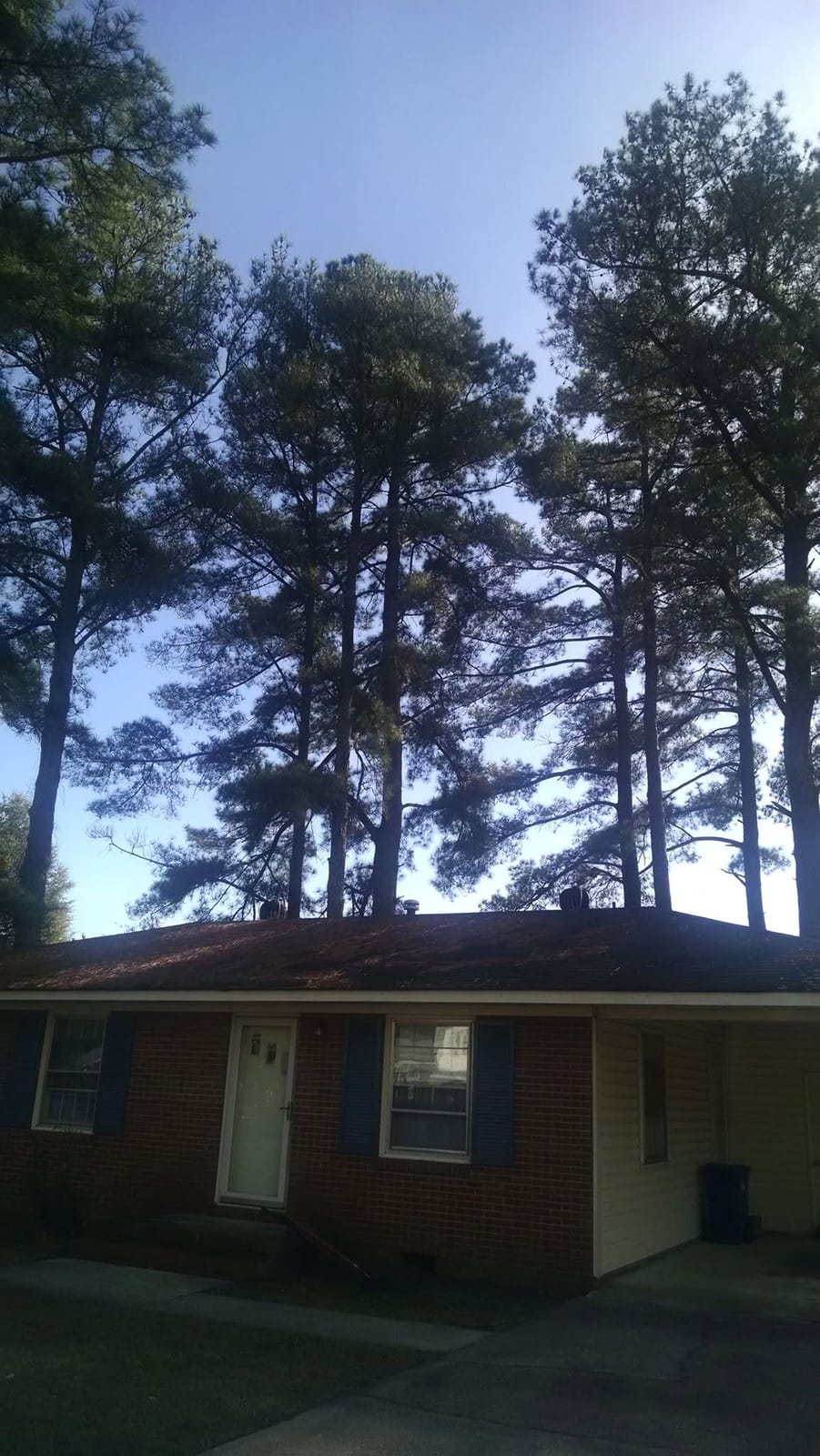 Before: tall pines towering over a brick ranch home