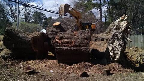 Uprooted tree cut into sections next to a road